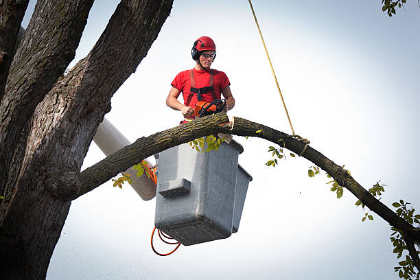 The Steps Involved in Our Tree Care Process in Redington Beach, FL